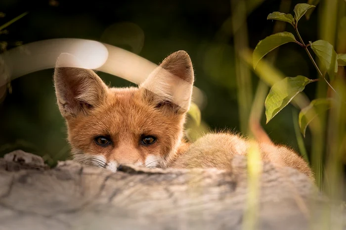 little fox 2093053 960 720 jpg jpeg