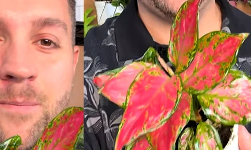 planta png