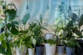 plante care elimina energia negativa din casa jpg