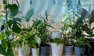plante care elimina energia negativa din casa jpg