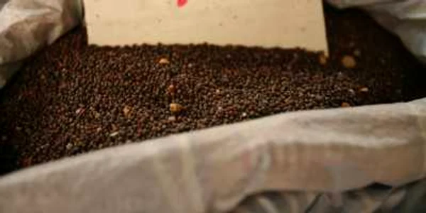 Seminţele incriminate sunt aduse din străinătate Foto: Adevărul