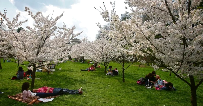 Cele mai frumoase parcuri din Bucureşti - Herastrau FOTO Mediafax 