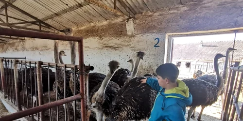 Ferma de struţi de la Teremia Mare FOTO Ş.Both