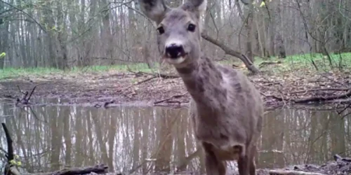 Căprioară curioasă filmată în pădurea de la Greci Sursa Facebook Parcul Naţional Munţii Măcinului