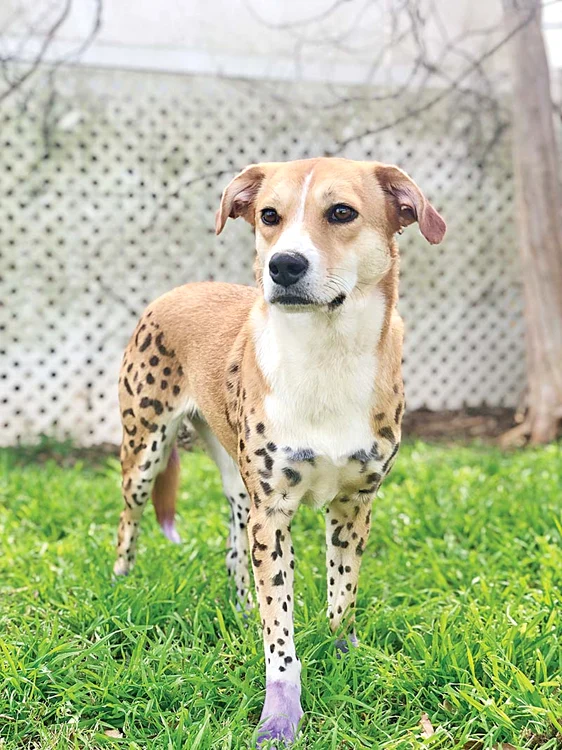 Ai curaj să îmi numeri petele?