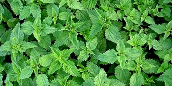urzici cosmetica