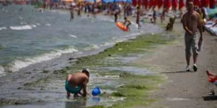 Constanta: Turiştii izgoniţi de alge de pe plaje