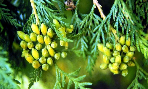 1 82454 original jpg jpeg