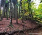 Păduri în județul Hunedoara  Foto Daniel Guță ADEVĂRUL (10) jpg