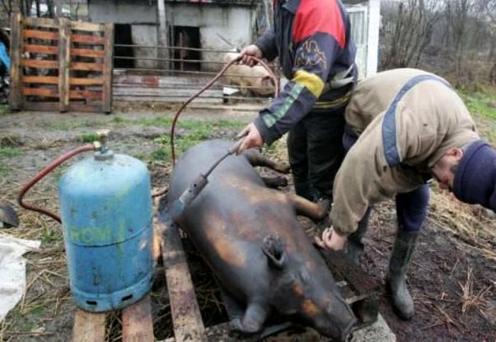 Sacrificarea porcului de Crăciun este o adevărată sărbătoare în familiile românilor