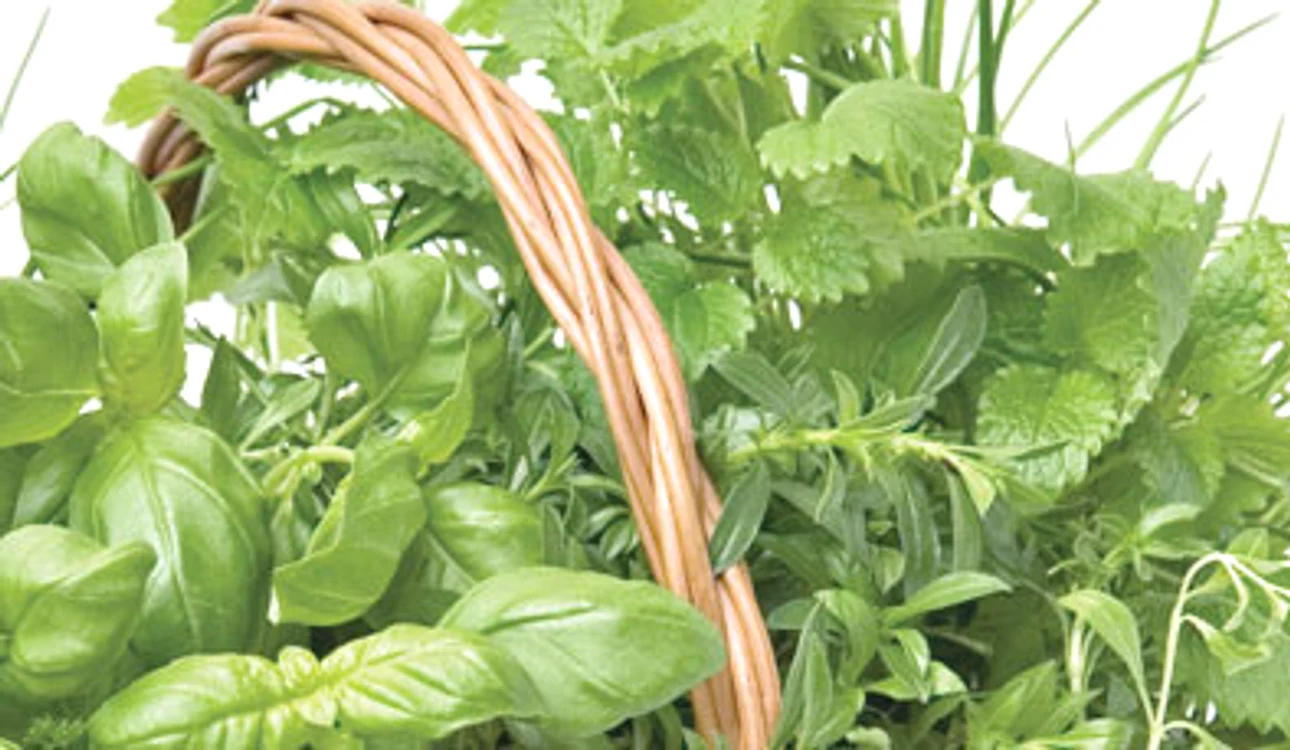 Busuioc