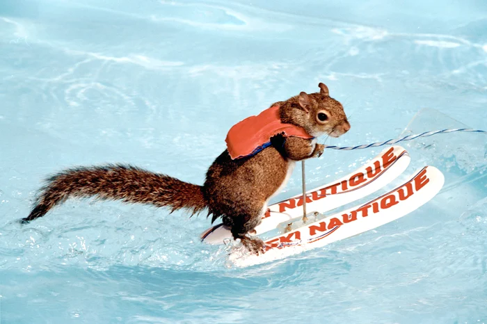 
    Twiggy, veveriţa nautică  