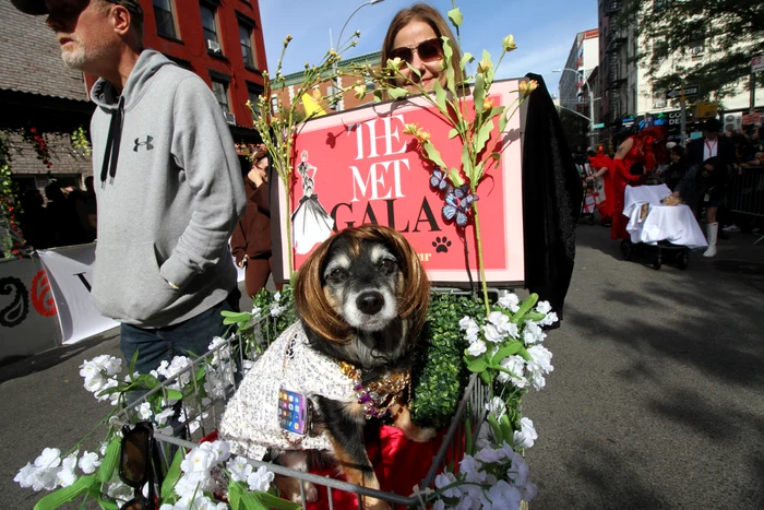 Organizatoarea Met Gala Anna Wintour, în varianta canină (Foto: Profimedia)