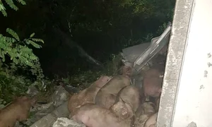 porci accident 0 jpeg