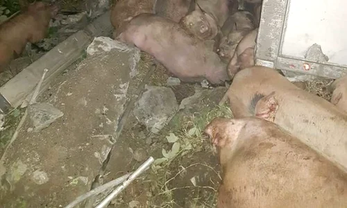 porci accident 0 jpeg