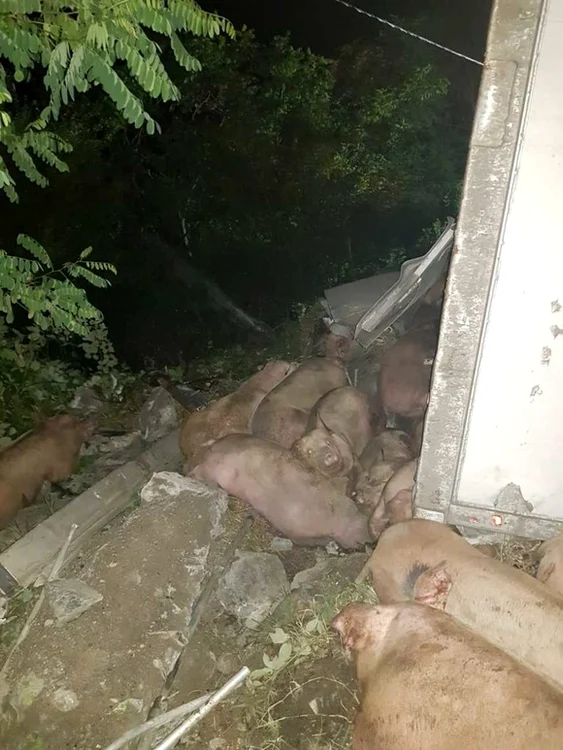 Ultilajele au intervenit pentru a ridica TIR-ul răsturnat și a încărca porcii morți Foto: adevarul.ro