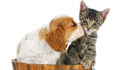 1 70827 original jpg jpeg