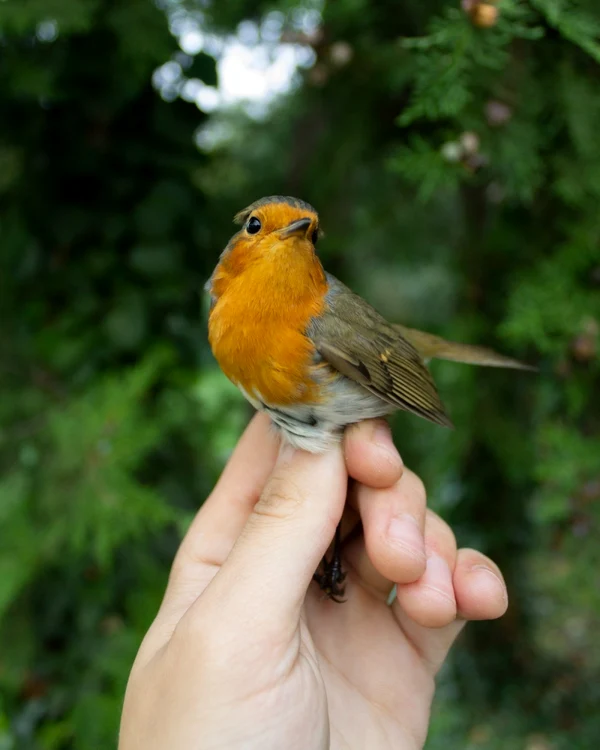 MĂCĂLEANDRU Erithacus rubecula. FOTO. 360.uaic.ro