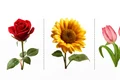 flower (1) 1777442040822 jpg