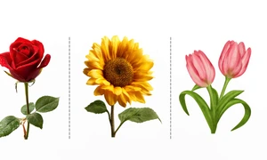 flower (1) 1777442040822 jpg