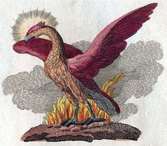 Pasărea Phoenix FOTO Wikipedia