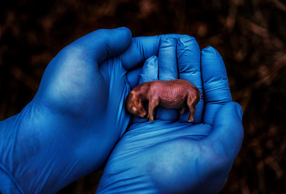 Un rinocer de numai 70 de zile / foto: National Geographic