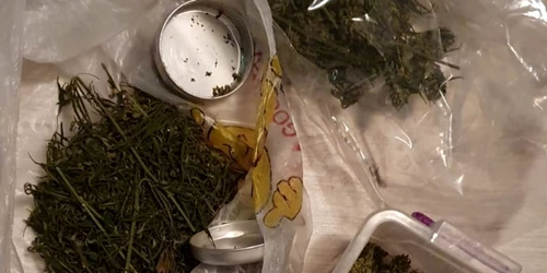 calarasi cannabis gasit la perchezitii foto ipj calarasi