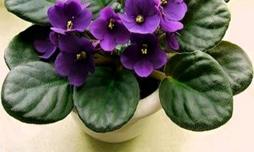 1 74125 original jpg jpeg