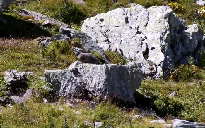 Marmotă în Retezat. Foto: Claudia Danău, biolog PNR