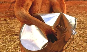 Roger poate îndoi obiectele metalice ca și cum ar fi din hârtie  jpeg