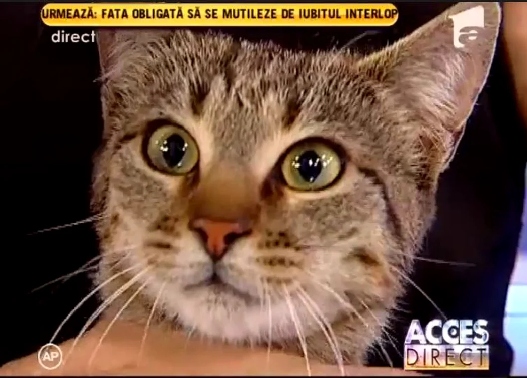 Simona Gherghe era foarte fericită cu pisica în braţe. (captură Antena 1)