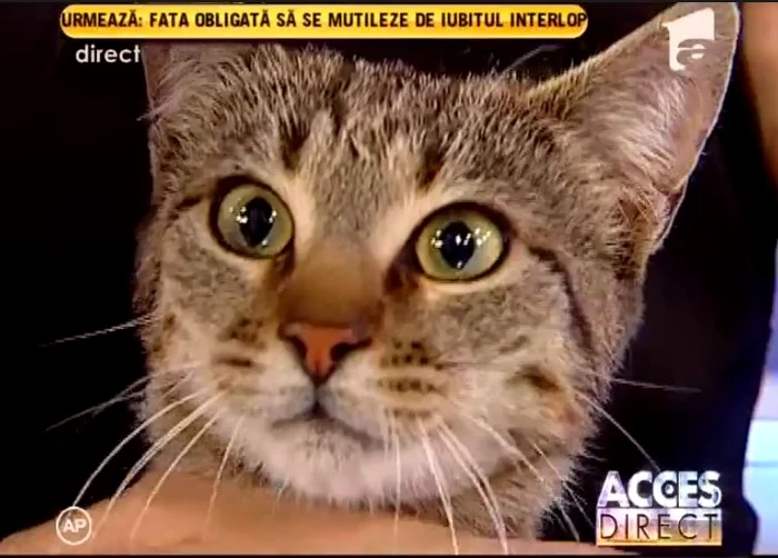 Simona Gherghe era foarte fericită cu pisica în braţe. (captură Antena 1)