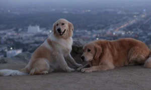 Cei doi caini din videoclipul trupei Vunk jpeg