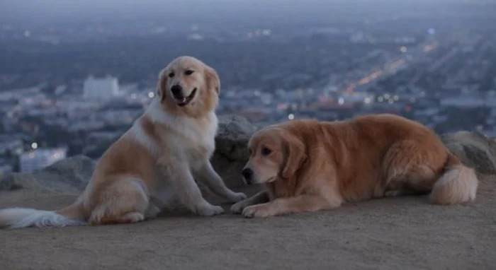 Cei doi caini din videoclipul trupei Vunk