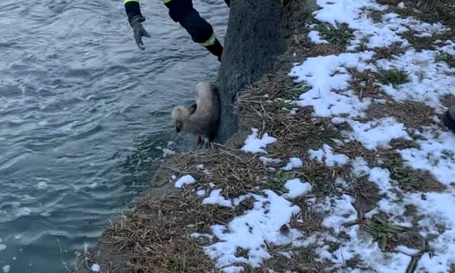 Un pompier a coborât malul abrupt și a scos patrupedul din apă jpeg