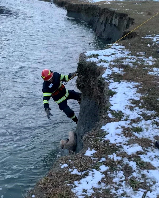 Un pompier a coborât malul abrupt și a scos patrupedul din apă