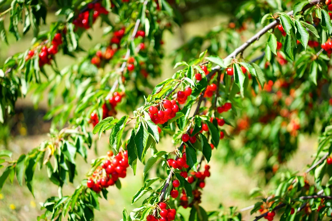 Tăierea pomilor este esențială pentru sănătatea lor / foto: Pixabay