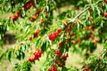 cherries 1595610 1280 jpg