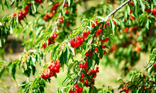 cherries 1595610 1280 jpg