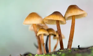 Ciuperci FOTO Shutterstock jpeg