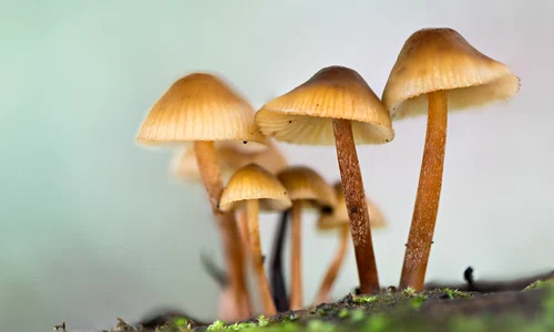 Ciuperci FOTO Shutterstock jpeg