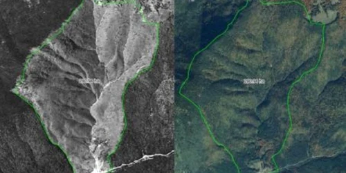 Cresterea padurii secundare in Romania la 60 de ani dupa o exploatare forestiera intensiva FOTO Daniel Nita