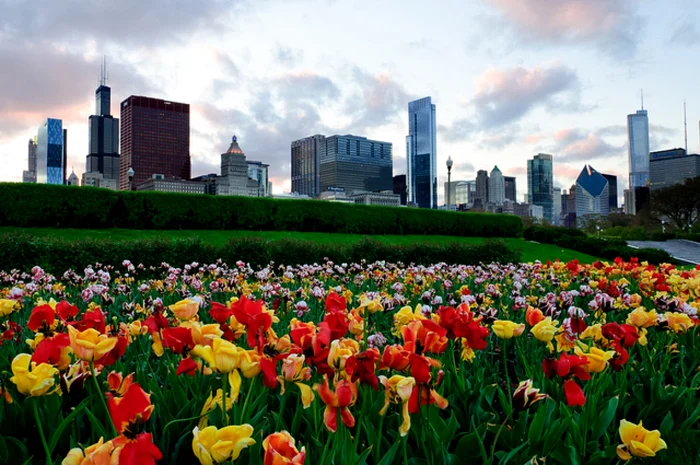 Pirmăvara în Chicago