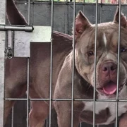 American Bully jpg