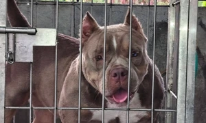 American Bully jpg