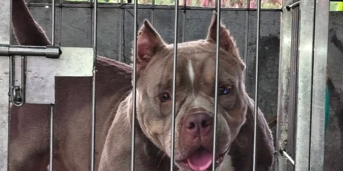 American Bully jpg