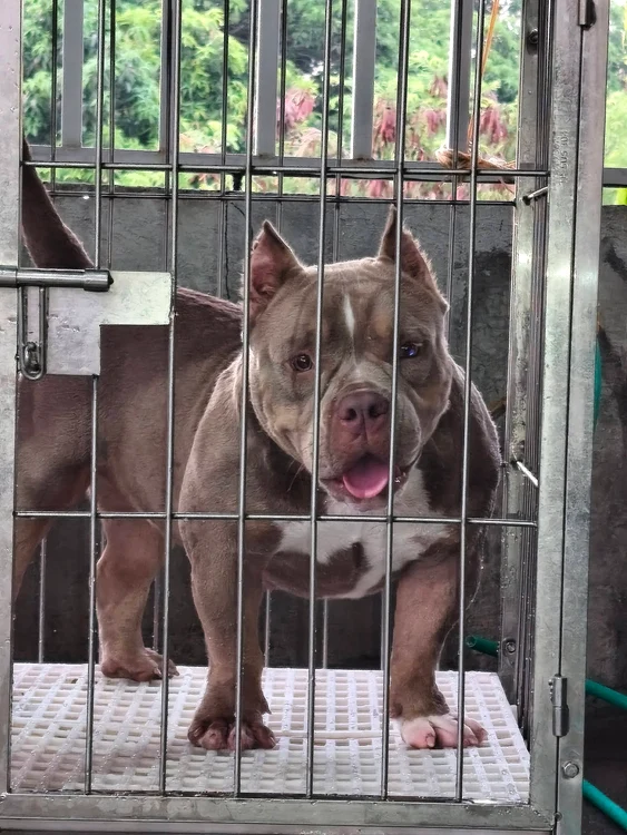 Câine din rasa American Bully