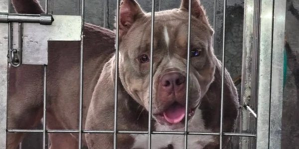 American Bully jpg