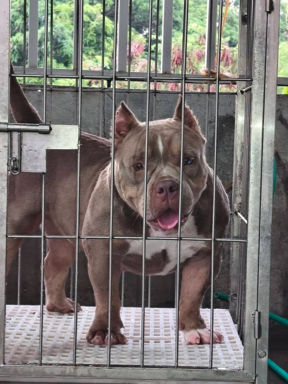 Bărbat acuzat că tăia urechile unor câini de rasă. La domiciliul său au fost găsite 68 de animale