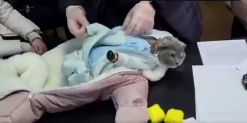 Droguri pisica rusia Captura video jpg